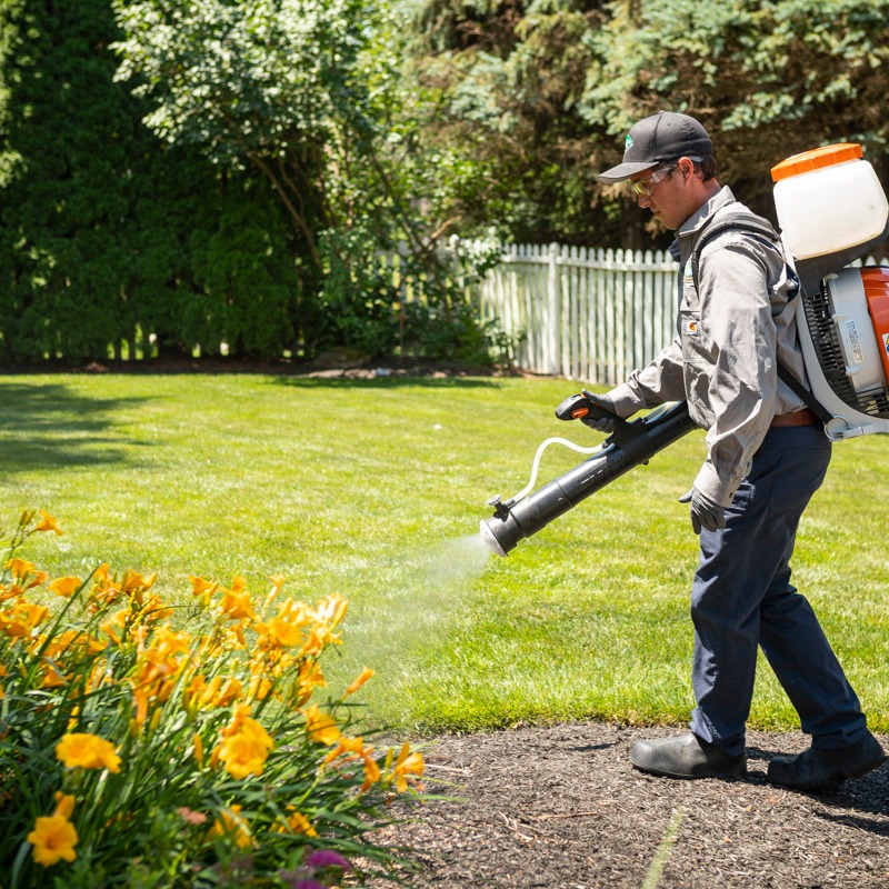 Mosquitoes in backyard how deals to control